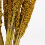 Cantal Grass Bunch - Amber - immagine 6