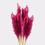 Cantal Grass Bunch - Pink - immagine 2