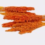 Cantal Grass Bunch - Orange