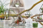 Glass Terrarium - Small Diamond - immagine 5