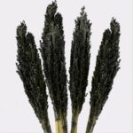 Cantal Grass Bunch - Black - immagine 6