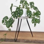 Albasia Wood Fish Stand - Whitewash - immagine 4