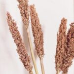 Cantal Grass Bunch - Rust