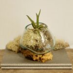 Molten Glass on Wood - Small Bowl - immagine 8