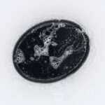 Charcoal Soap 85g - Lemon - immagine 7