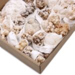 Mineral Specimens - Flower Calcite (approx 20 pieces) - immagine 3